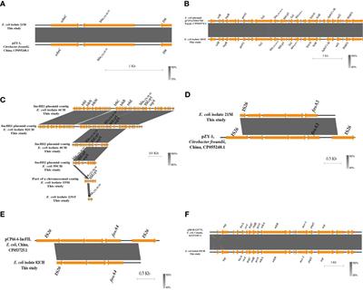 Emergence of Multidrug-Resistant Escherichia coli Producing CTX-M, MCR-1, and FosA in Retail Food From Egypt